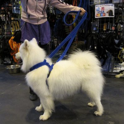 xtra dog fleece walking harness