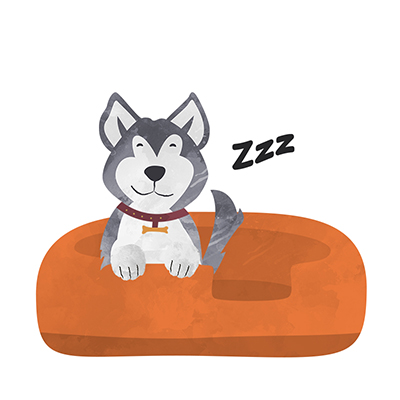 Dog on bed_400x400